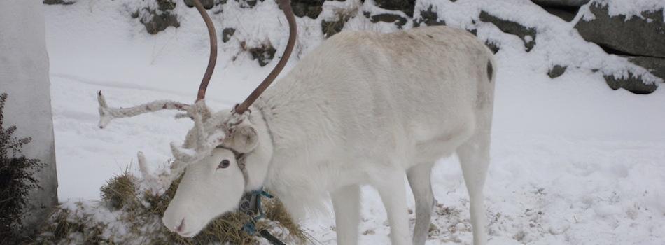 Reindeer in the winter